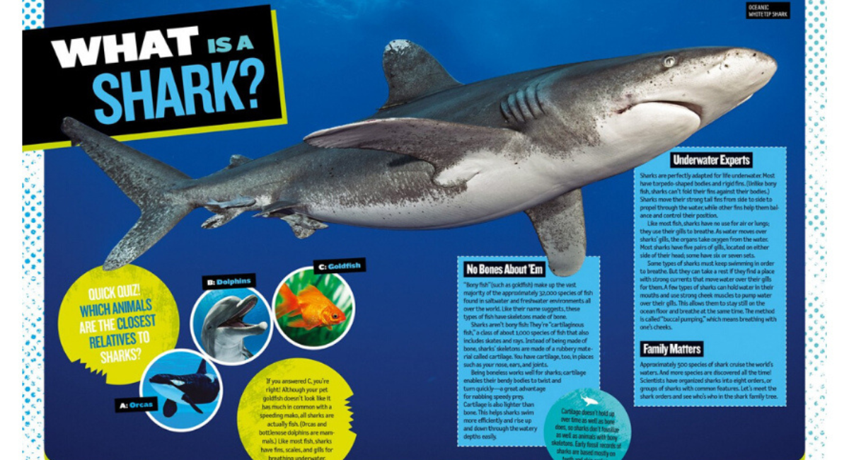 The Ultimate Guide to Naming Sharks