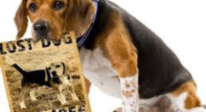 Lost & Found Pets Guide