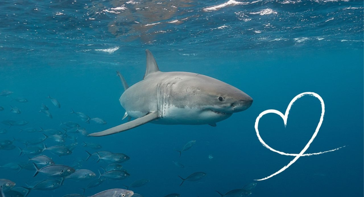The Ultimate Guide to Naming Sharks