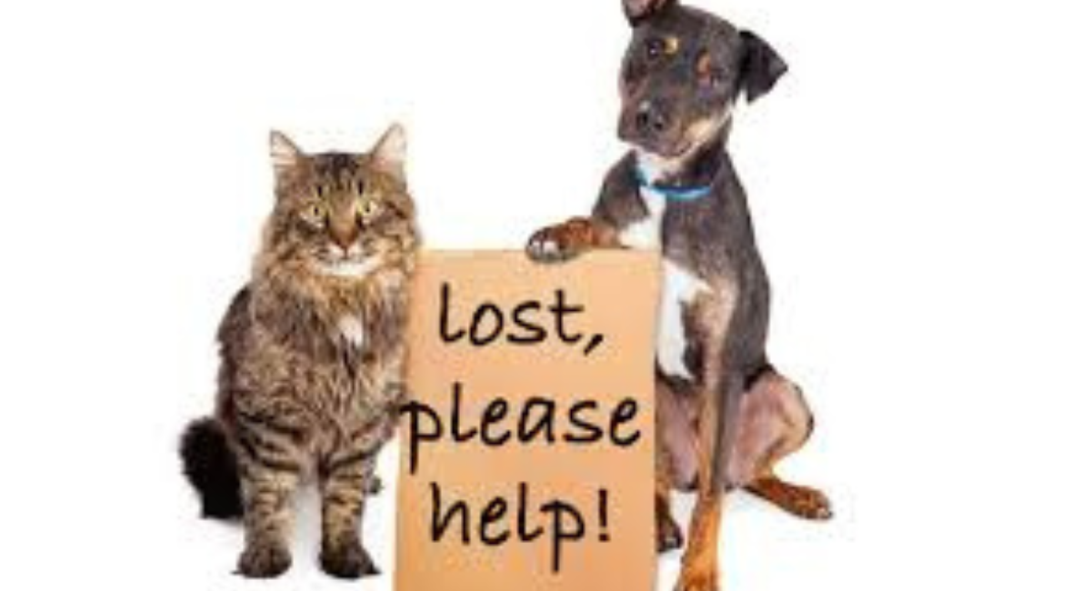 Lost & Found Pets Guide