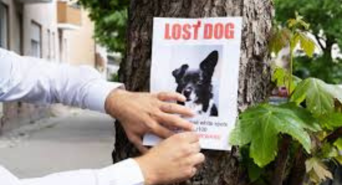 Lost & Found Pets Guide