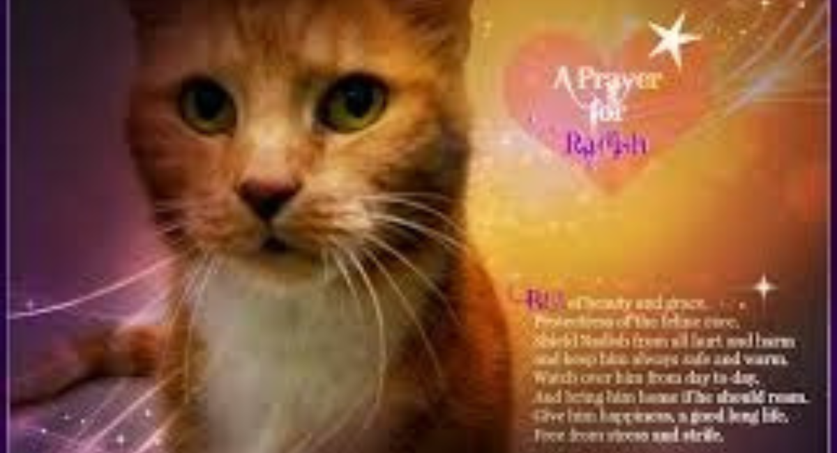 Prayer for a Lost Cat
