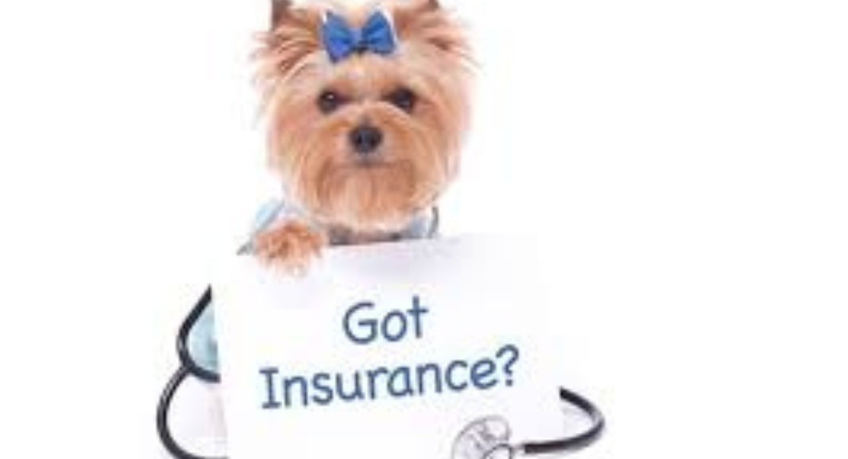 Pet Insurance Cost