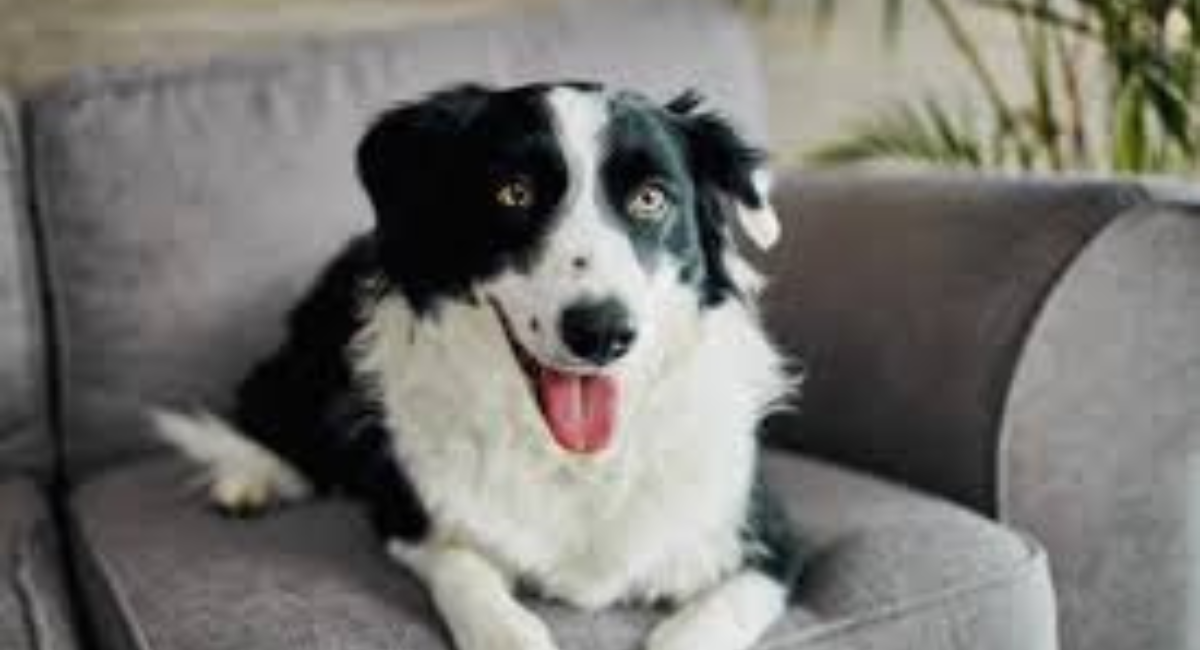 Mt Hood Hotels Pet-Friendly