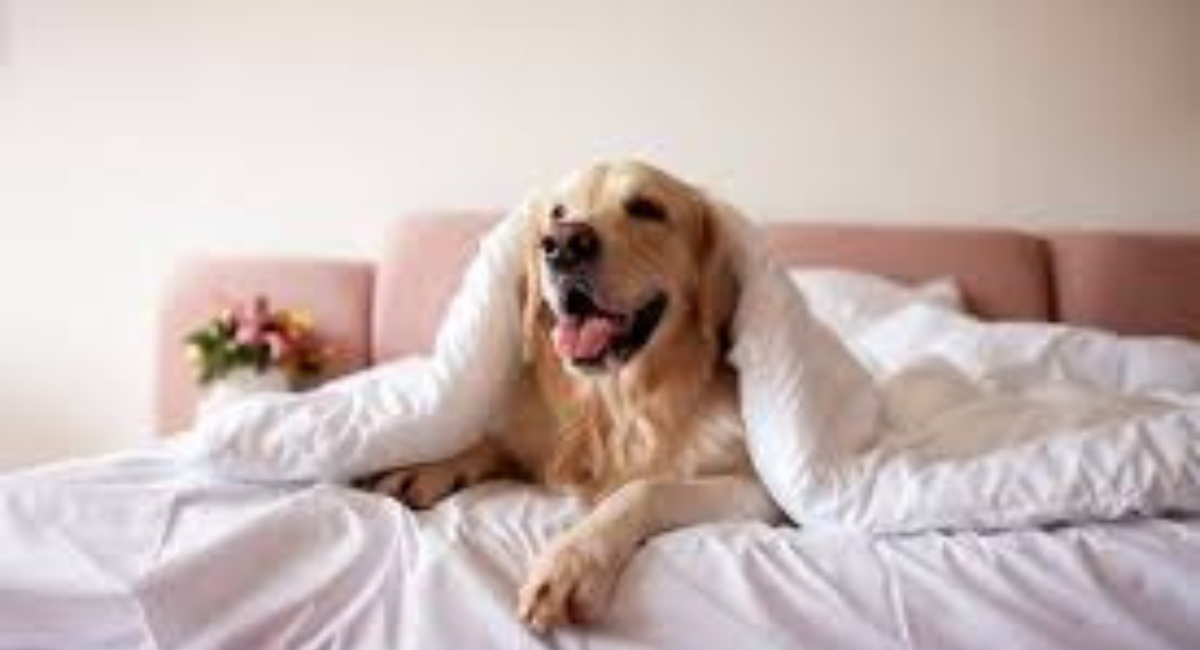 Mt Hood Hotels Pet-Friendly