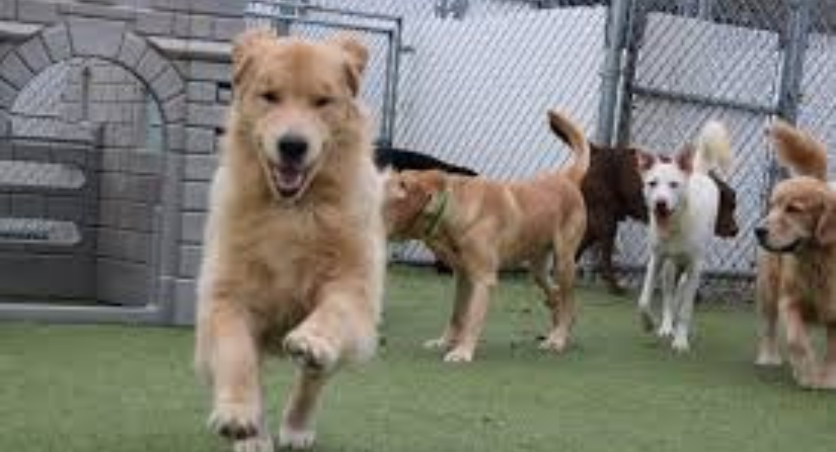 Ogunquit Maine Hotels Pets Allowed 