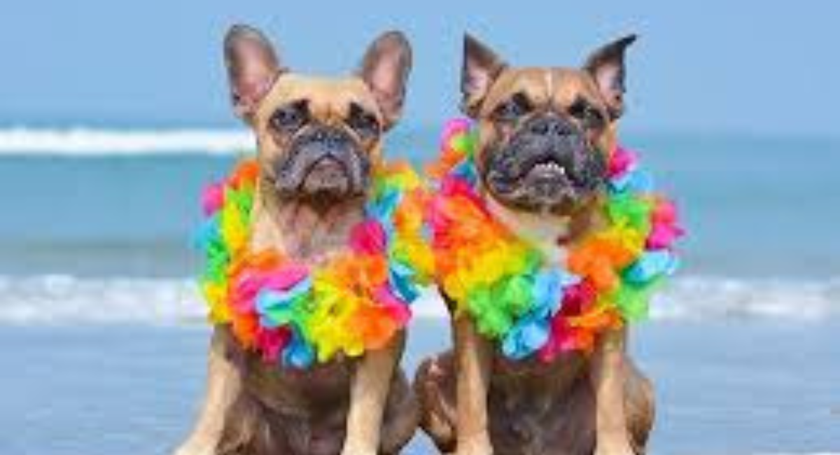 Dog Friendly Provincetown