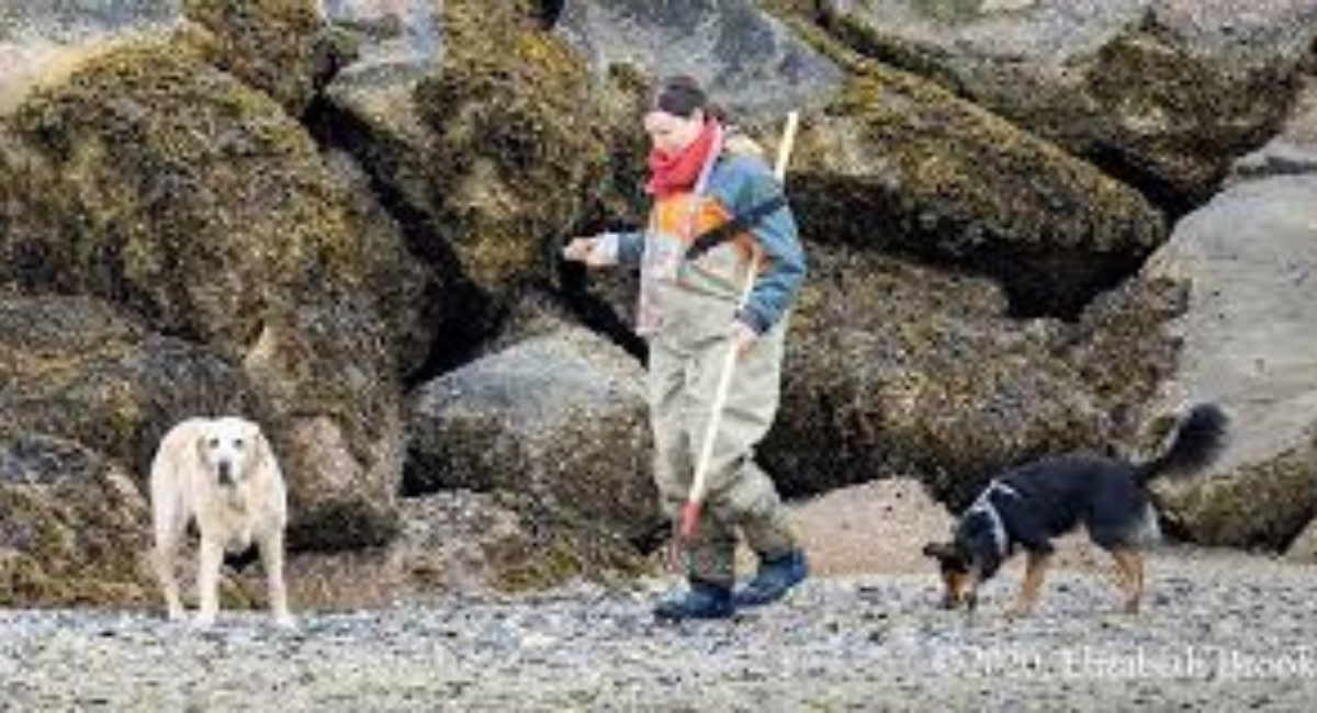 Dog Friendly Provincetown