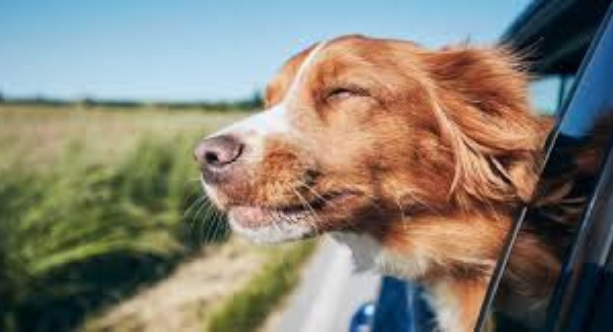 Dog Friendly Provincetown