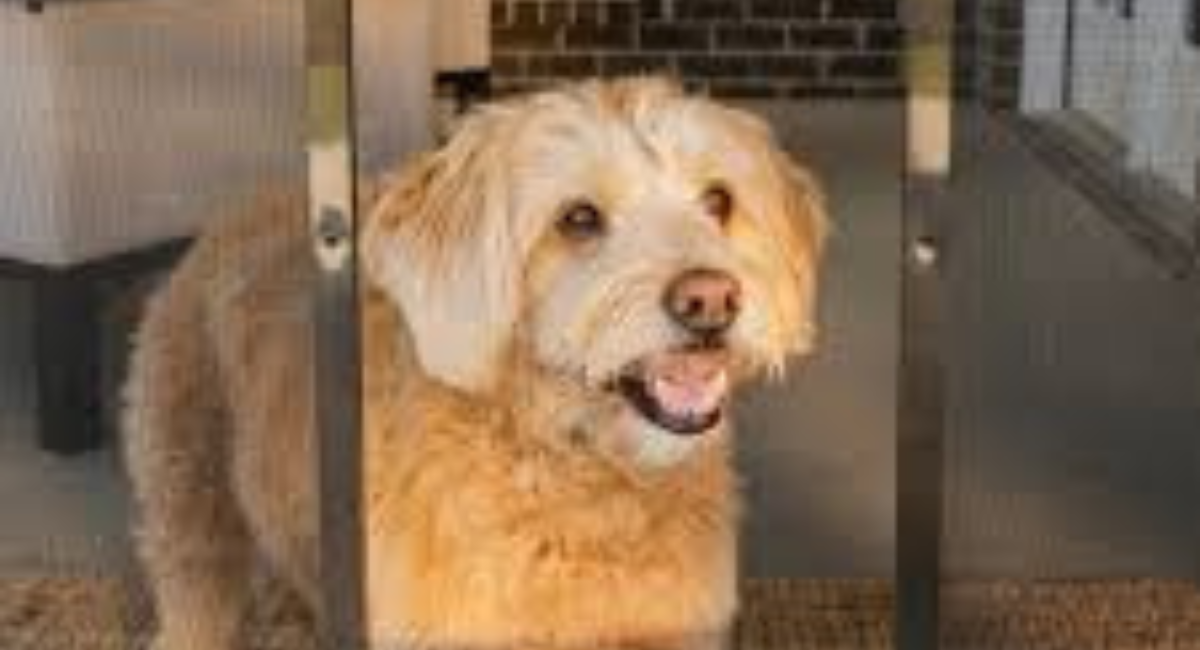 Pet Protector for Screen Door