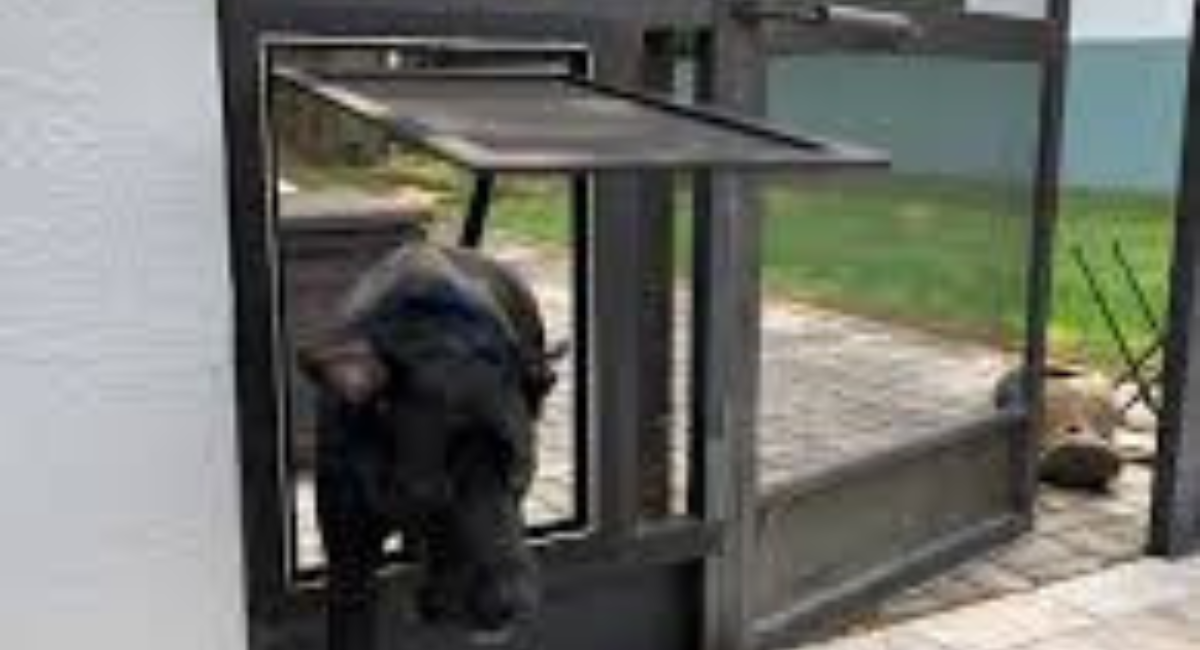 Pet Protector for Screen Door