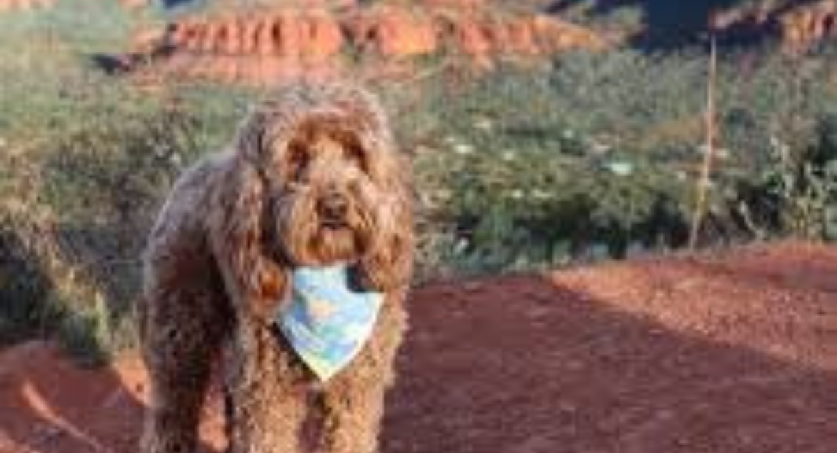 Ultimate Dog-Friendly Guide to Sedona, Arizona