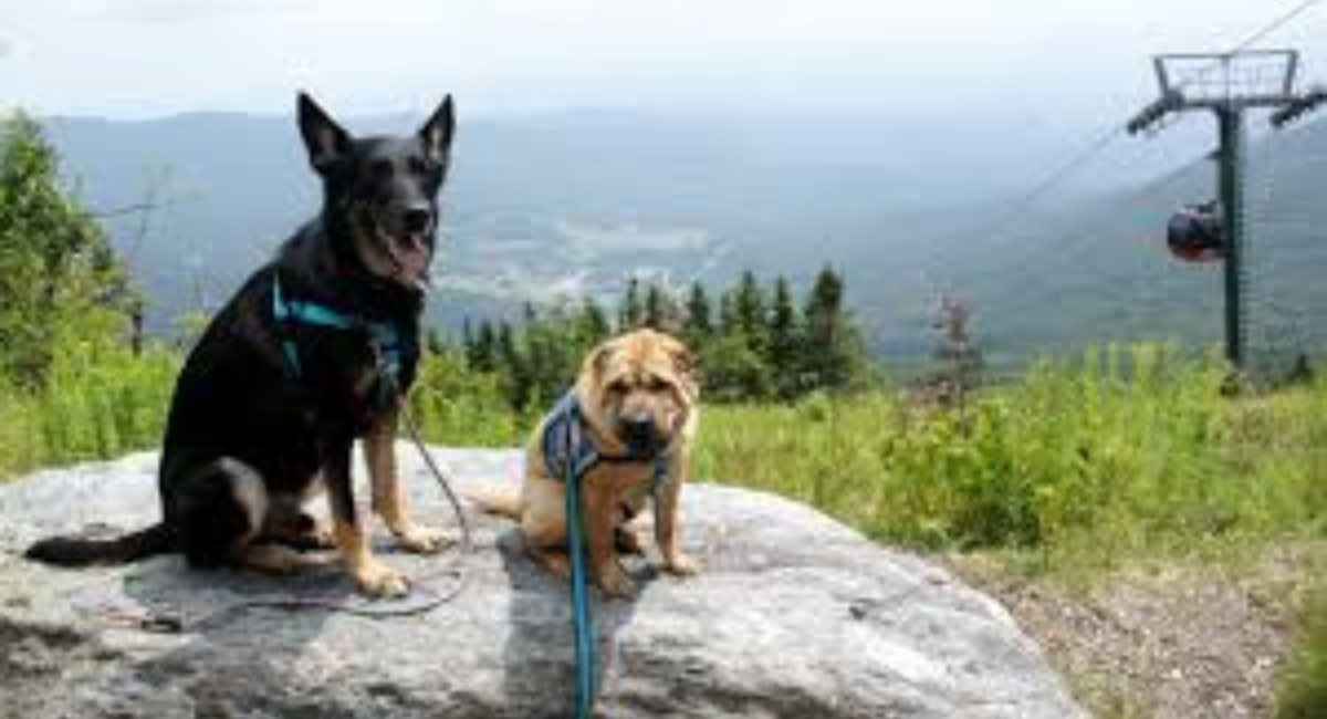 why stowe vermont is the ultimate dog friendly destination