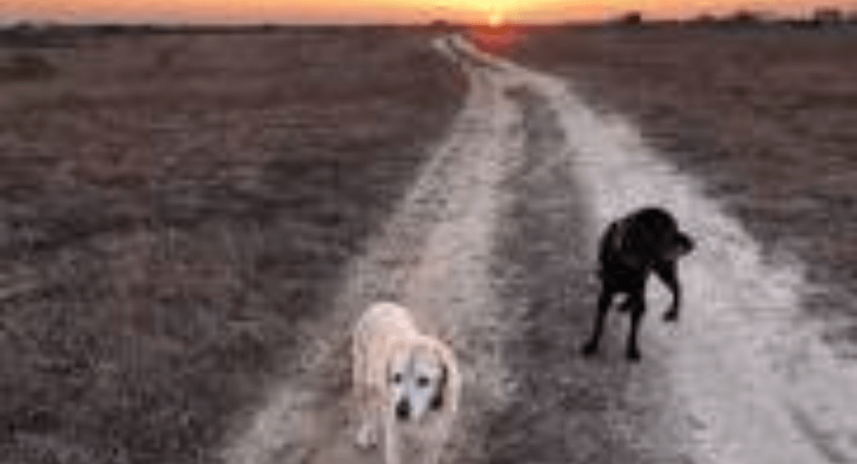 Pet Friendly Nantucket