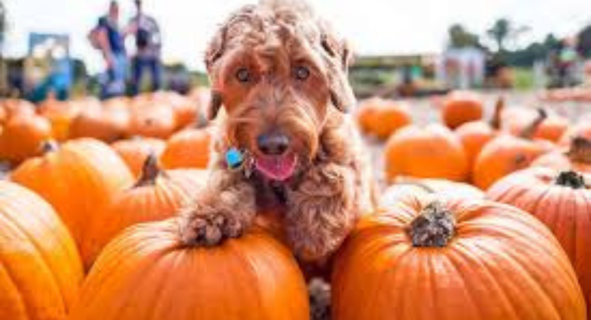 Pet Friendly Pumpkin Patch
