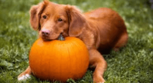 Pet Friendly Pumpkin Patch
