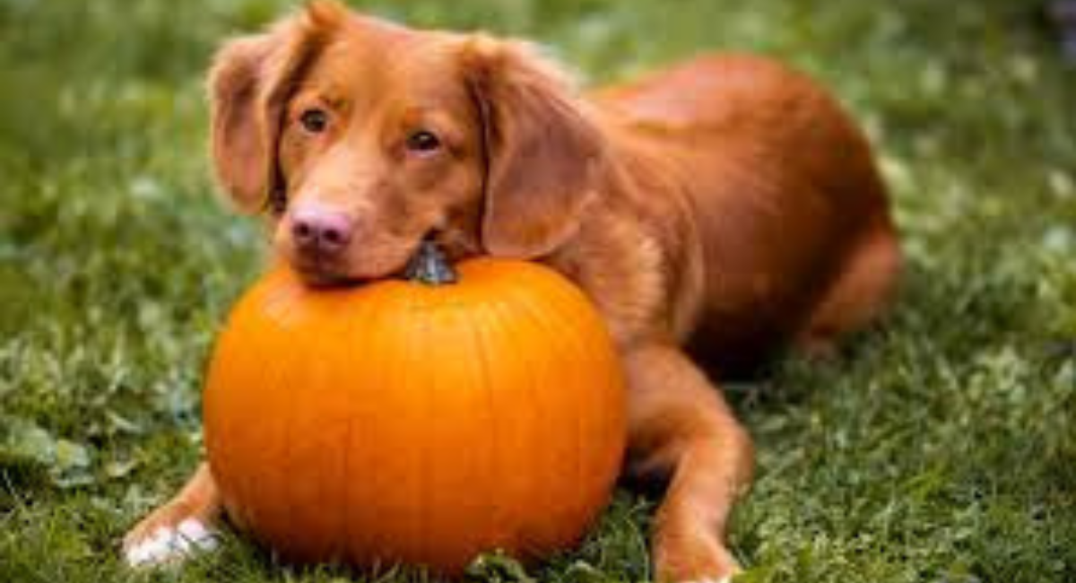 Pet Friendly Pumpkin Patch