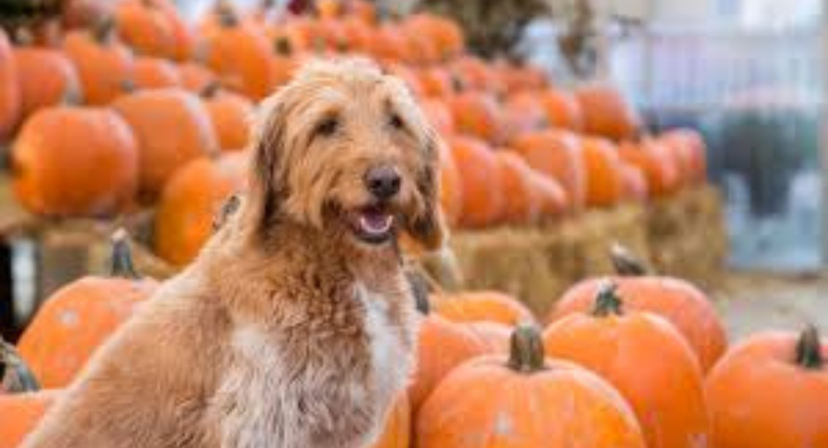 Pet Friendly Pumpkin Patch