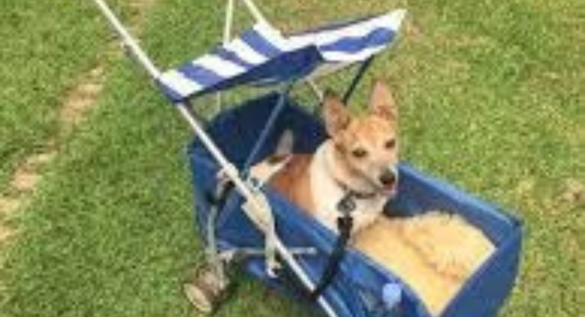 Pet Stroller for Big Dogs