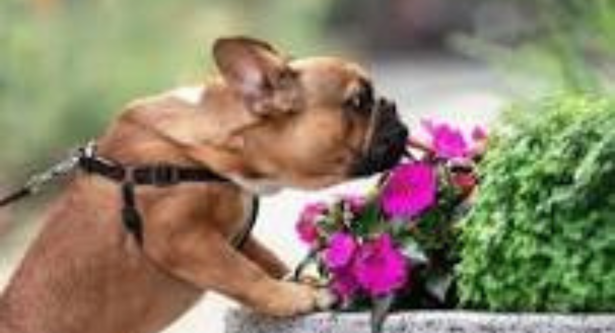 Pet Smell Tucson