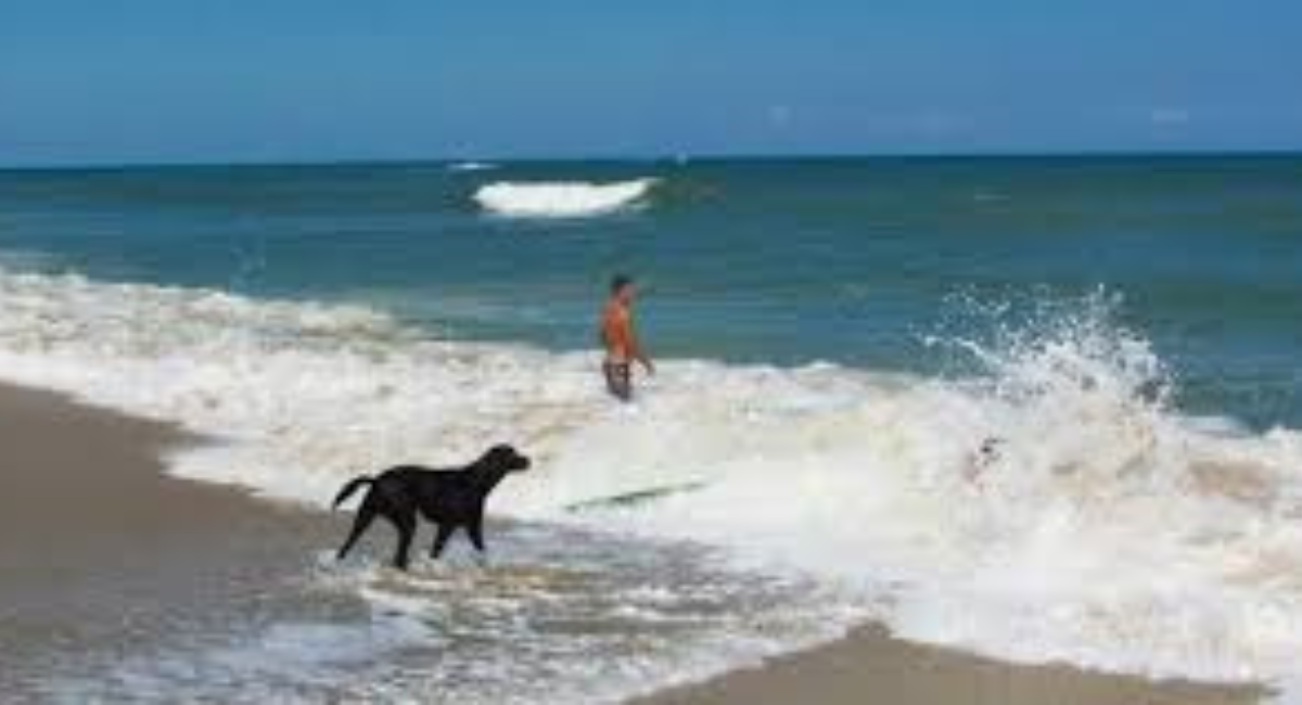 Pet Friendly Vero Beach