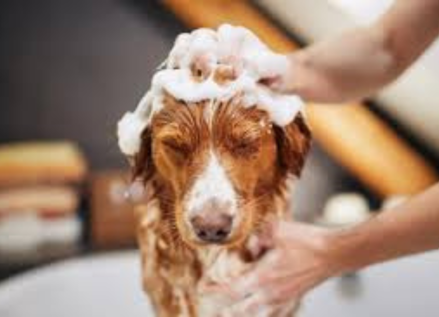 Are Eco-Friendly Grooming Products the Future of Pet Care in America?