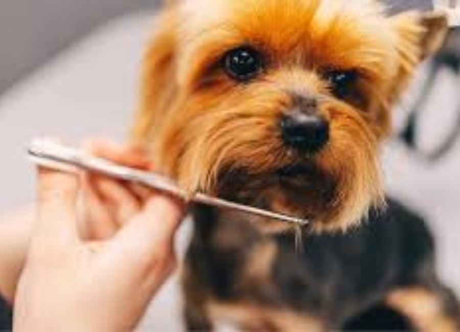 Are Eco-Friendly Grooming Products the Future of Pet Care in America?