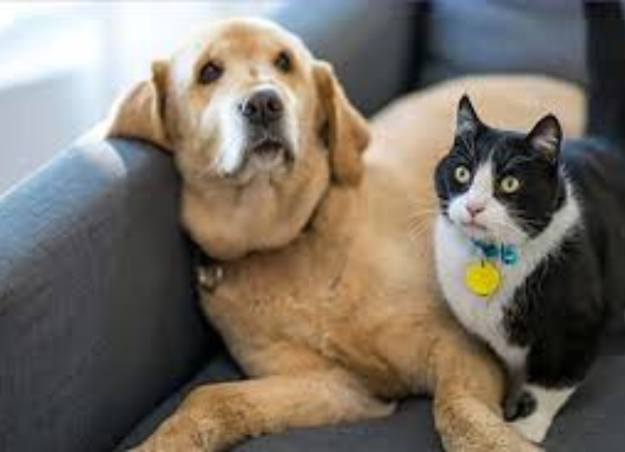 Are Eco-Friendly Grooming Products the Future of Pet Care in America?