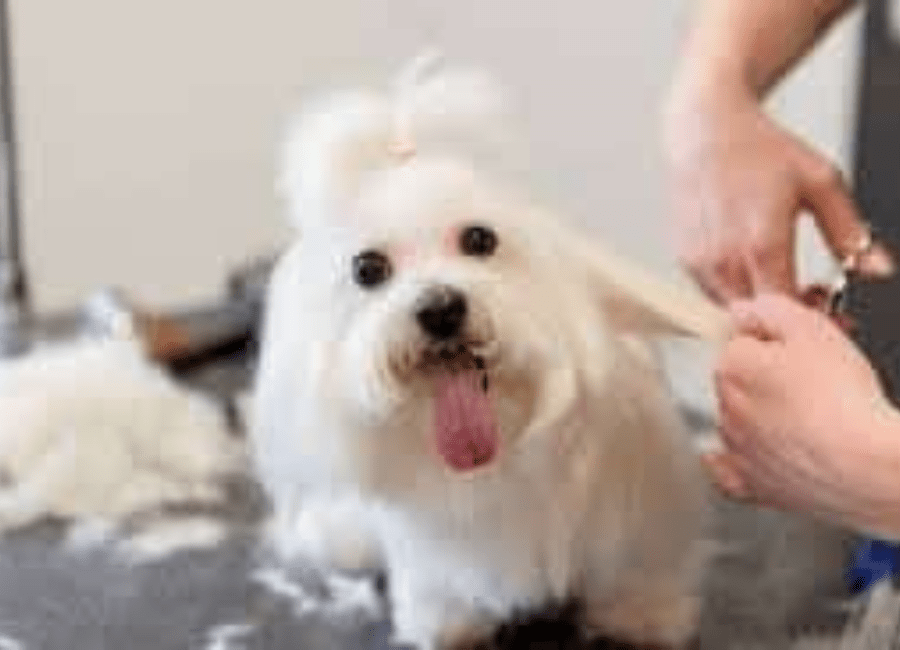 Home Grooming vs Professional Grooming