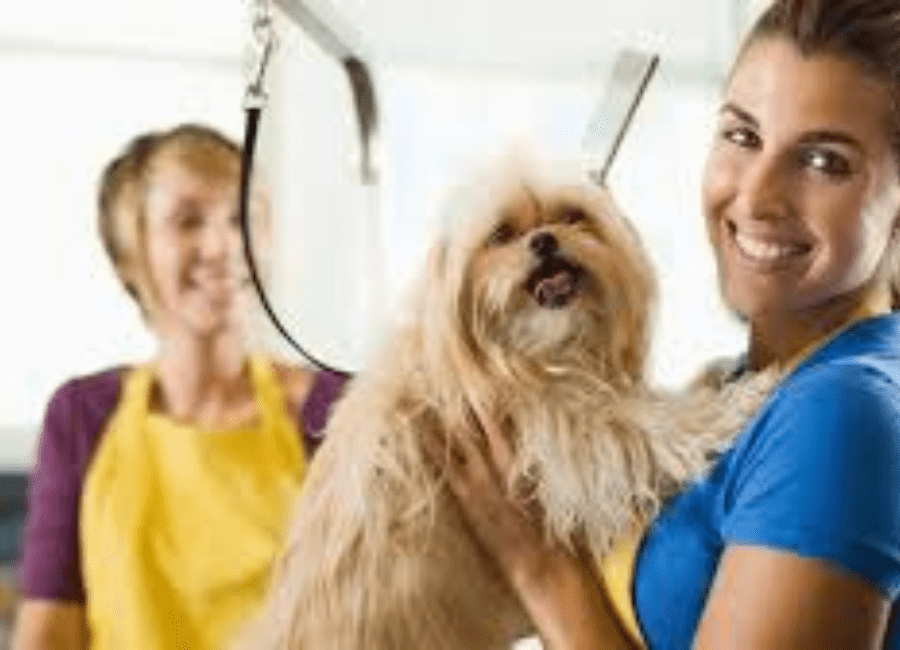 Home Grooming vs Professional Grooming