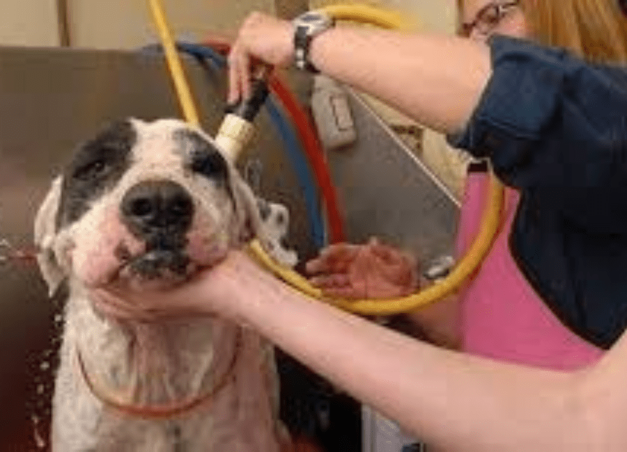 Home Grooming vs Professional Grooming