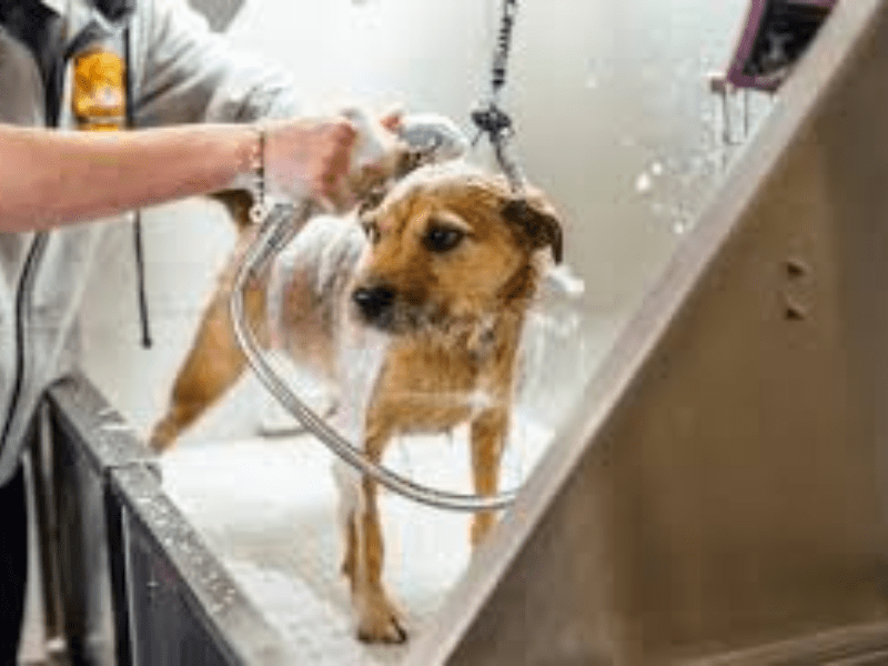 Mobile Pet Grooming: Why Pet Owners Love It in 2026