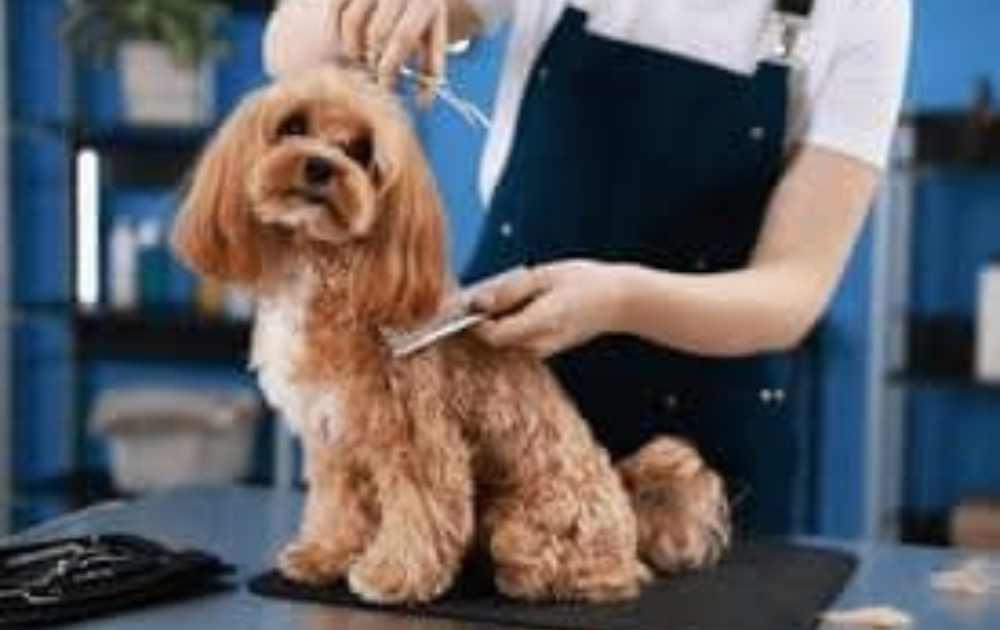 Pet Grooming Industry News