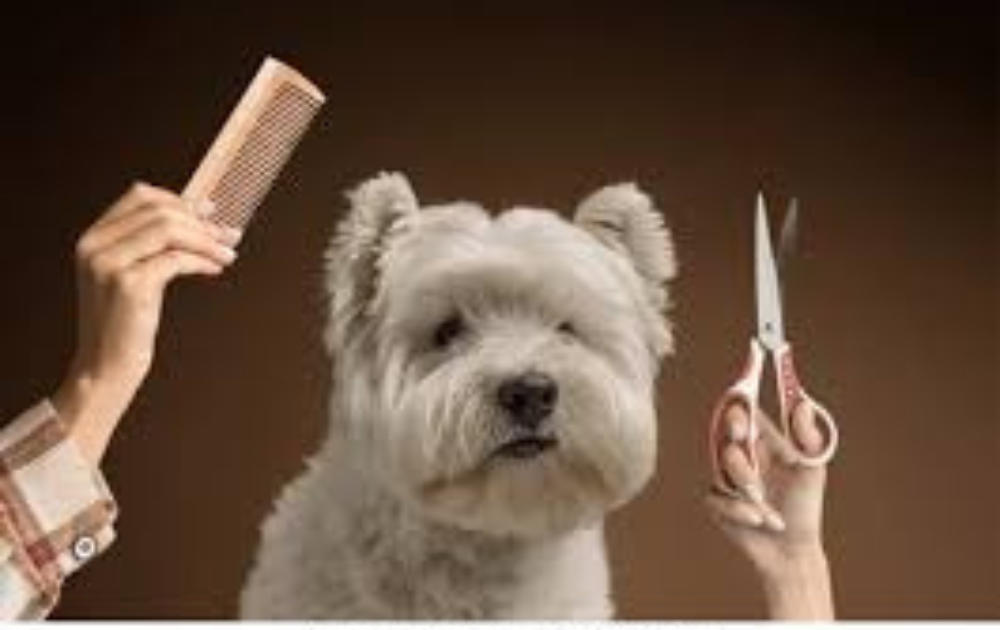 Pet Grooming Industry News