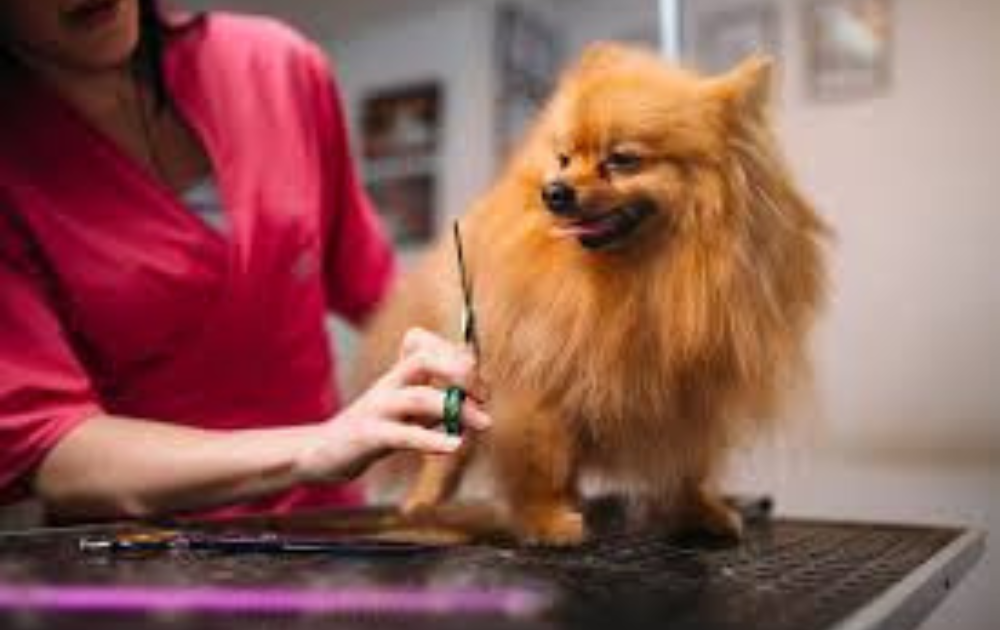 Pet Grooming Industry News
