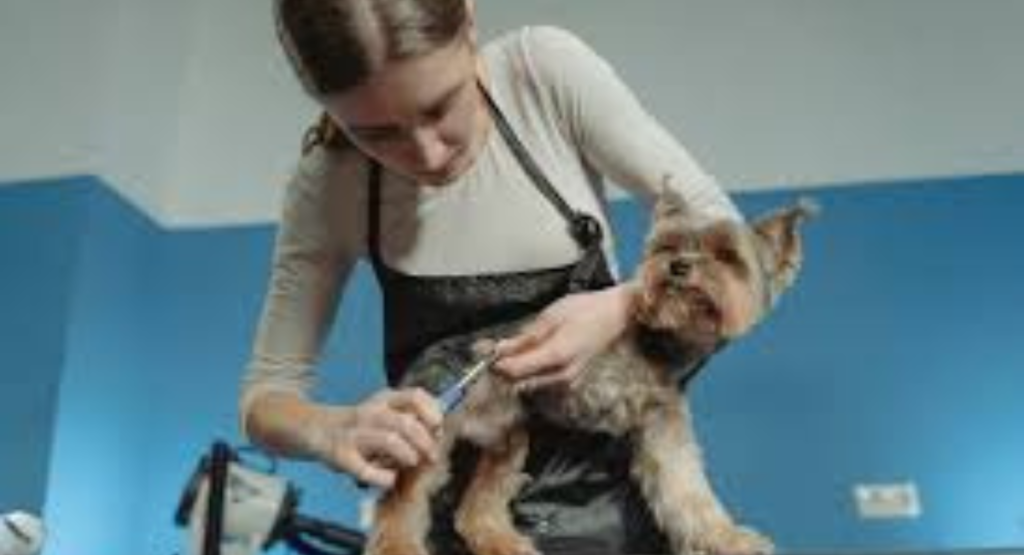 Why Wellness Grooming Is Taking Over Pet Salons in the USA