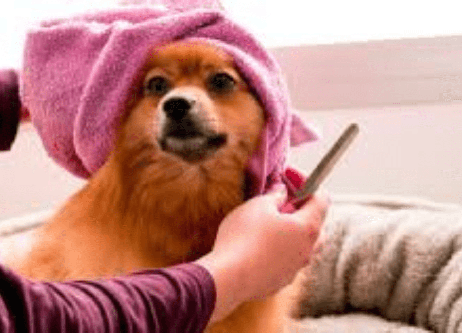 Why Pet Owners Are Spending More on Grooming Than Ever in the Modern Pet Care Market