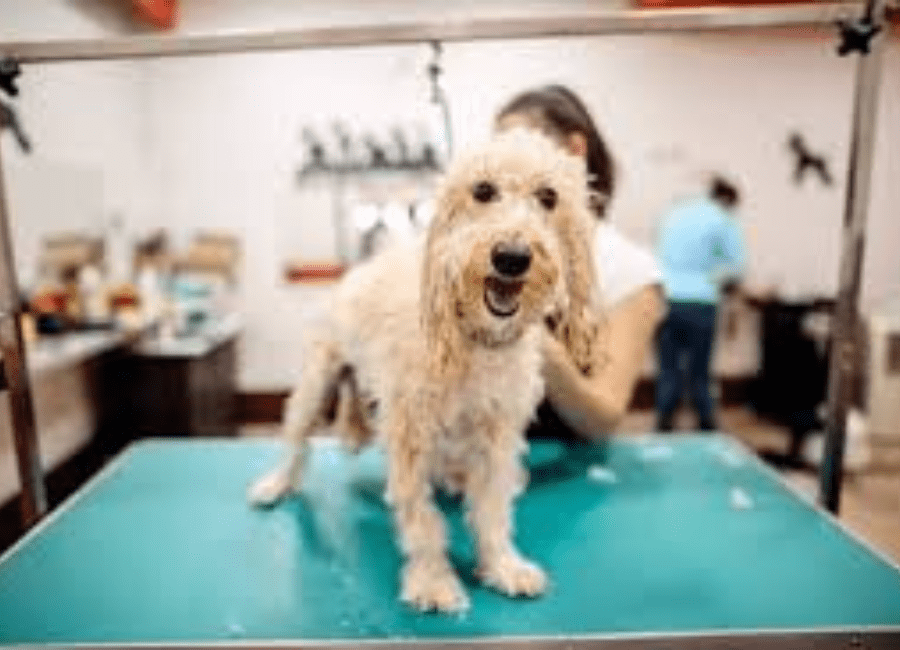 Why Pet Owners Are Spending More on Grooming Than Ever in the Modern Pet Care Market