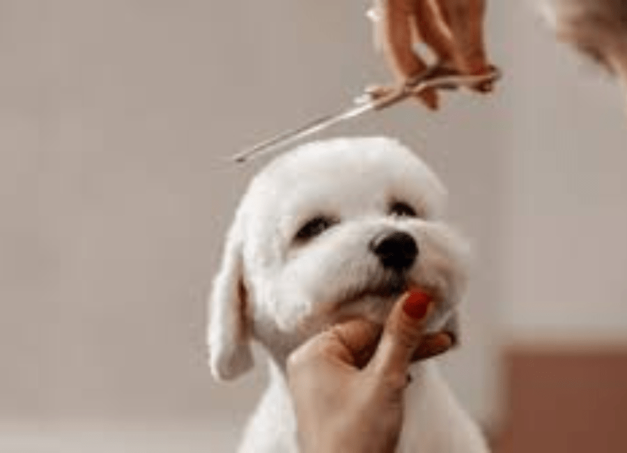 Why Pet Owners Are Spending More on Grooming Than Ever in the Modern Pet Care Market