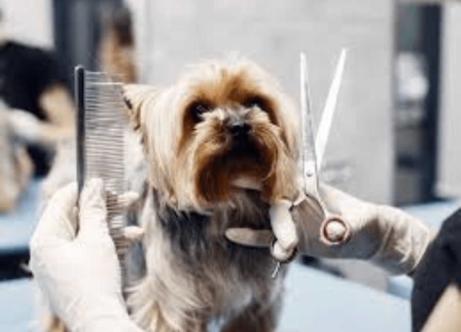Why Pet Owners Are Spending More on Grooming Than Ever in the Modern Pet Care Market