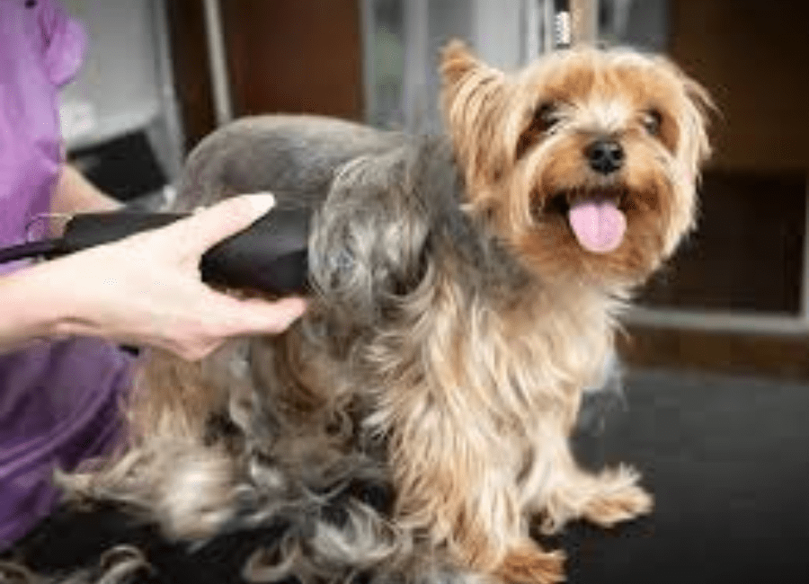 Breed-Specific Grooming