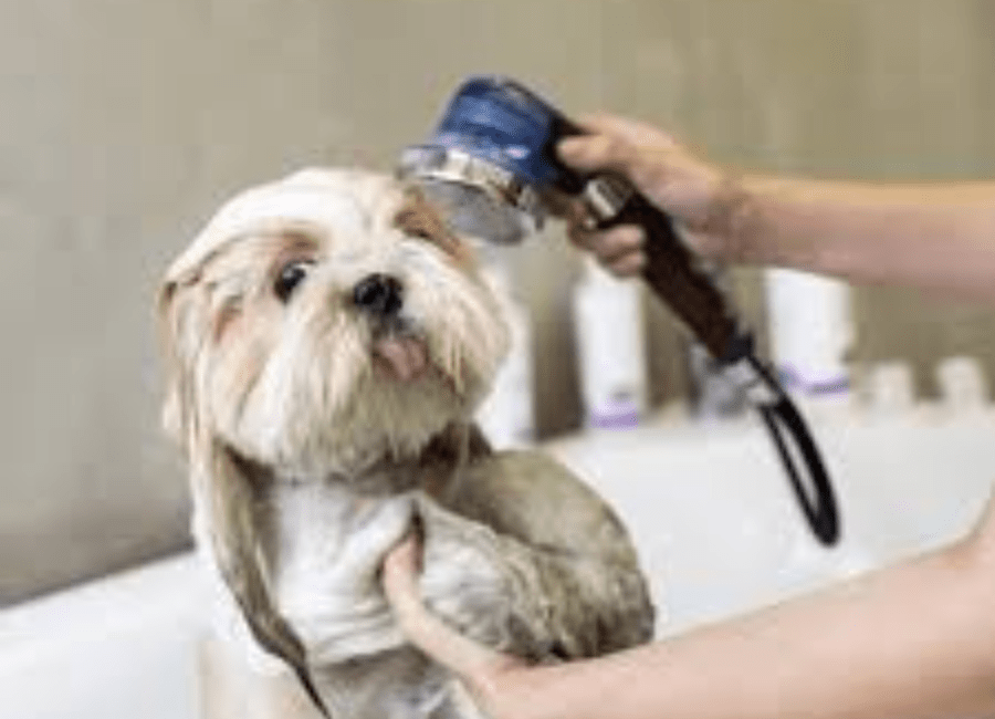 Breed-Specific Grooming