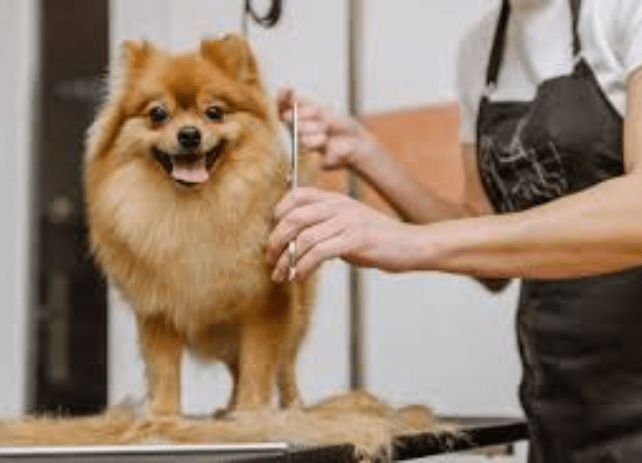 Breed-Specific Grooming