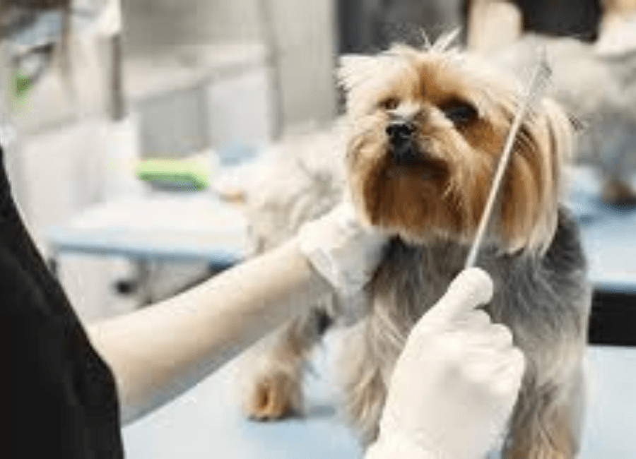 Breed-Specific Grooming
