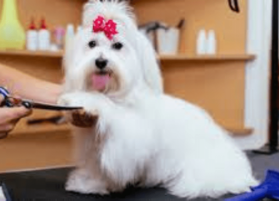 Breed-Specific Grooming