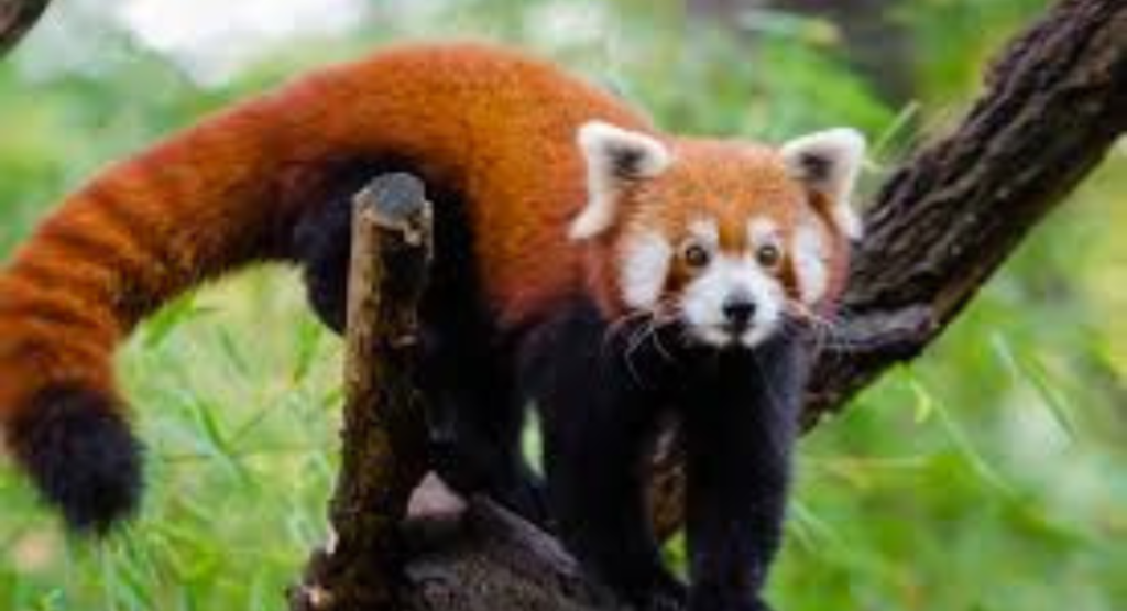 How Much Does a Red Panda Cost to Buy and Care For?