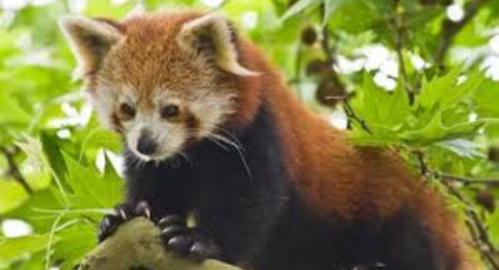How Much Does a Red Panda Cost to Buy and Care For?
