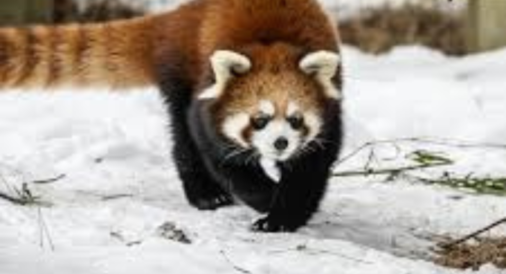 How Much Does a Red Panda Cost to Buy and Care For?
