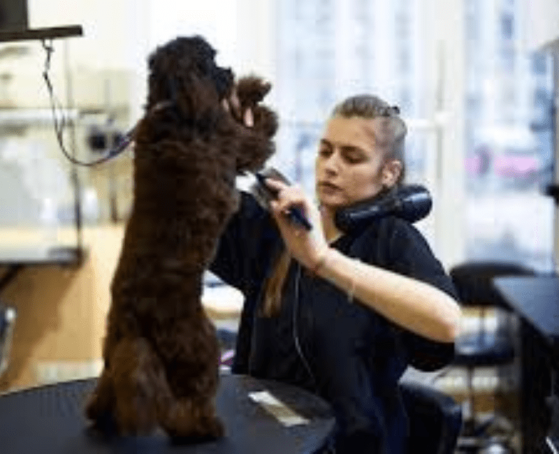 The Rise of Luxury Pet Grooming: Is It Worth the Price?