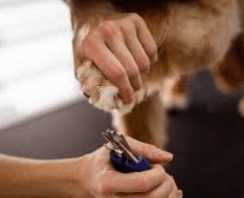 The Rise of Luxury Pet Grooming: Is It Worth the Price?
